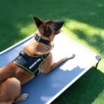 imgi 20 K9 Pro Dog Harness Lifestyle 1f81fd34 2153 491d b0f9 a3a0ff9f0456