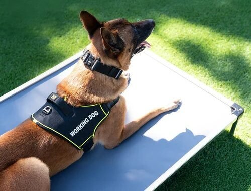 imgi 20 K9 Pro Dog Harness Lifestyle 1f81fd34 2153 491d b0f9 a3a0ff9f0456